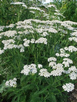 yarrow