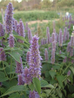 agastache