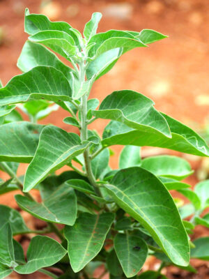 ashwagandha