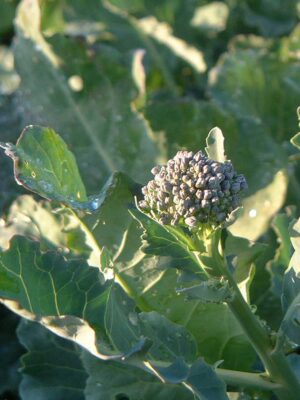 brocoli et rapini