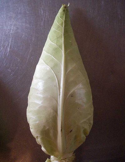 Chou 'Filderkraut'