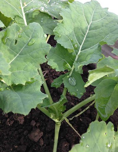 Cabbage 'Branchu de L'Embarras'