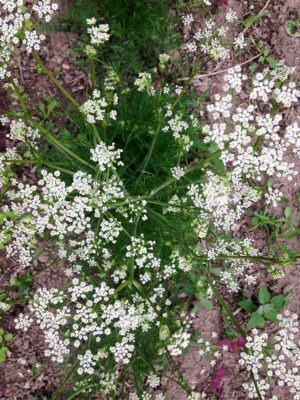 caraway