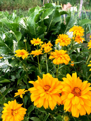 heliopsis