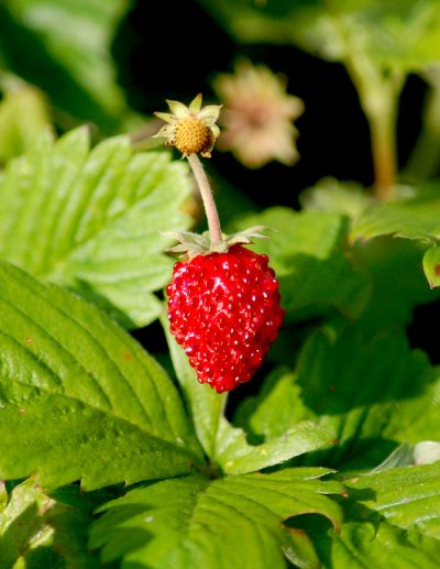 Alpine strawberry