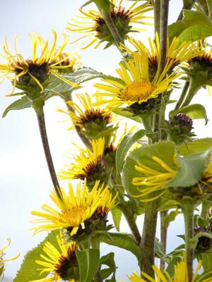 inula