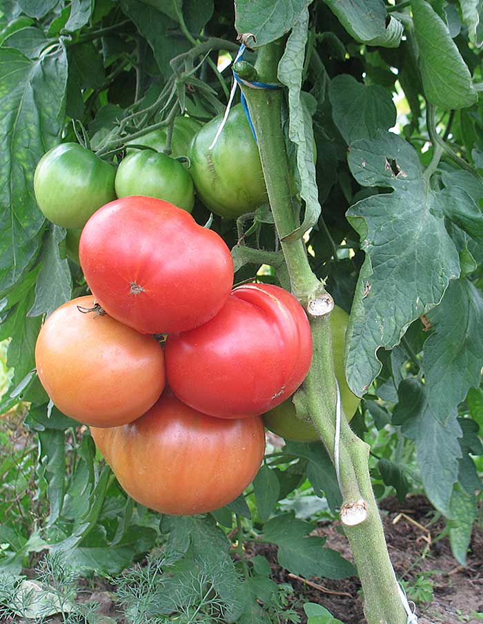 Loffre se pare de rouge pour sa Fête la tomate, les 26 et 27 août