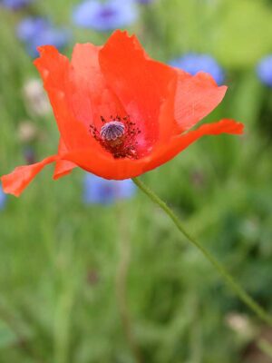 poppies