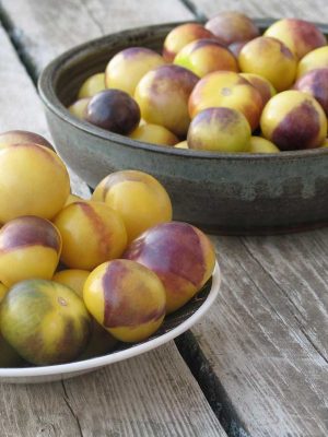 tomatillo and ground cherry