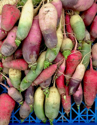 Fancy green to violet winter radishes