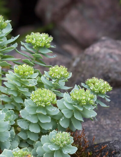 Rhodiola