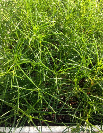 Japanese glasswort