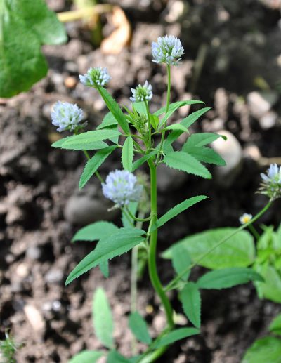 Blue fenugreek