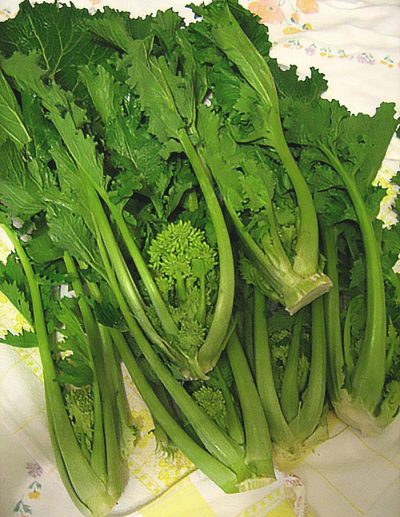 Rapini 'Spring Raab'