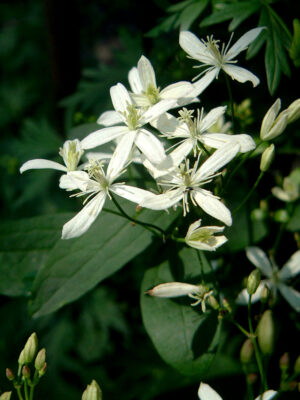 clematis