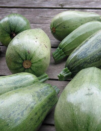 Zucchini 'Jewel Green'