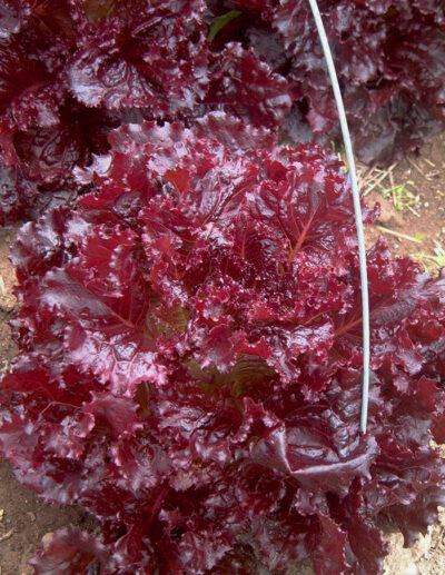 Merlot lettuce plant seen from above