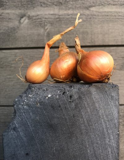 Trio of shallots from Laos in front of a wooden wall, at La société des plantes.