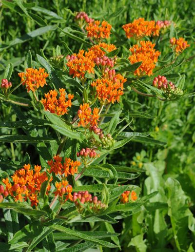 Close-up of flowering branches of tuberous milkweed, with its orange flowers.