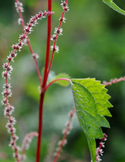 Chinese nettle with trident leaves in the garden, at La société des plantes. Flower details.