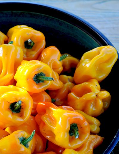 Bowl of peppers 'Petit Marseillais' (capsicum annuum, Solanaceae) at La société des plantes.