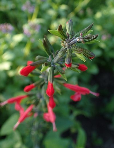 Large seedling on blooming scarlet sage (Salvia coccinea) at La société des plantes.