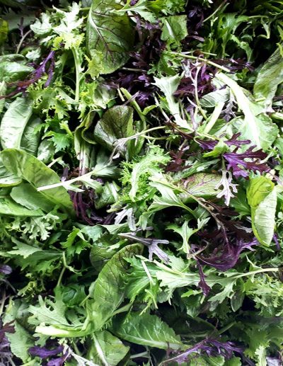 A mesclun-style mix of leaves, showing the relief provided by Ruby Streaks mustard and its magnificent contrasting purple color.