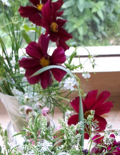 Close-up of Rubenza cosmos flowers, with their ruby-red petals.