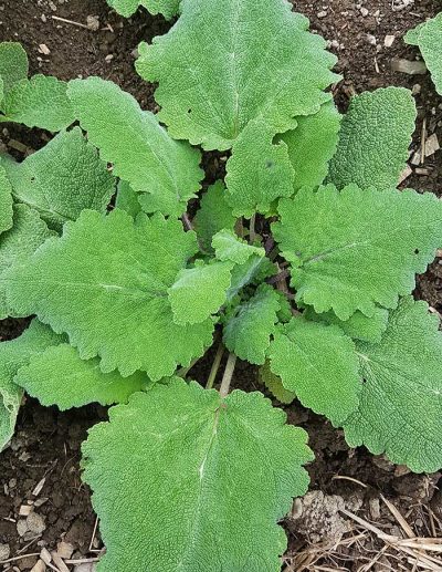 Clary sage rosette