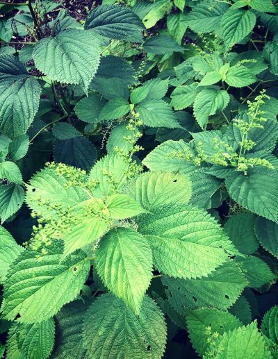 Flowers and leaves of Laportea (Laportée du canada).