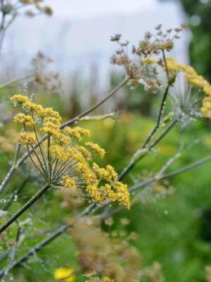 fennel