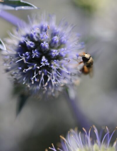 Close-up of a panicum tripartitum (Eryngium tripartitum) flower, with a pollinator at work.