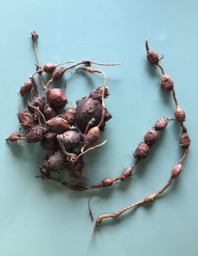 Tubers of apios americana (string potato)