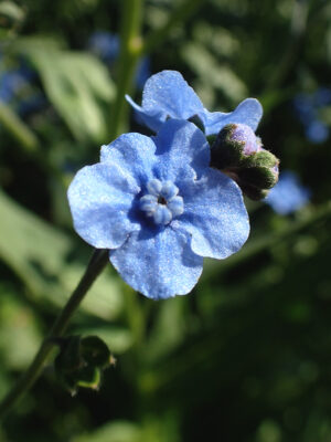 myosotis