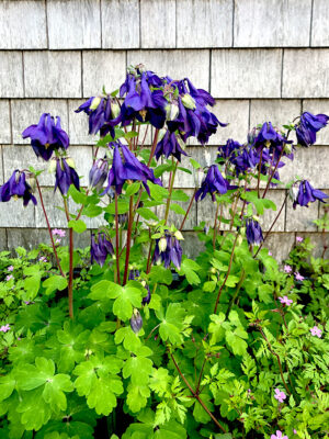 columbine