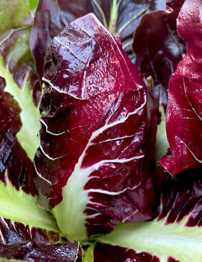 chicorée Rosso di Treviso -forme précoce- bio