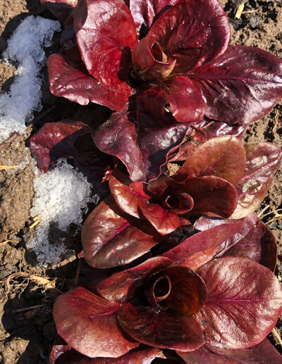 chicorée Rosso di Treviso -forme précoce- bio - Image 3