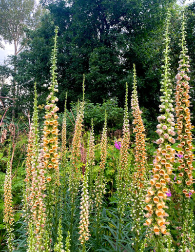 organic Gelber Herold foxglove