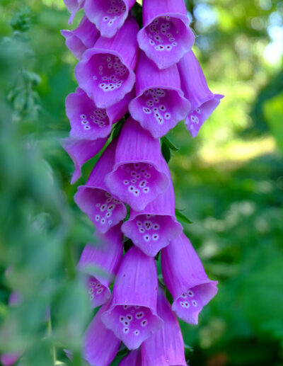 Wild Cascades organic foxglove