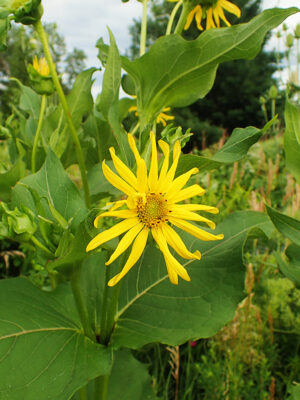 silphium