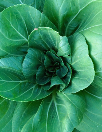 bok choy Shanghai Green bio - Image 2