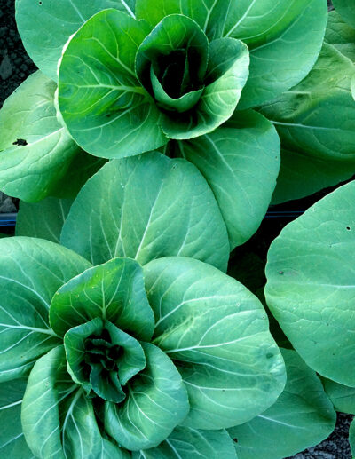 bok choy Shanghai Green bio