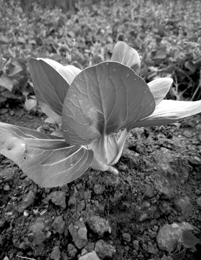 bok choy Shanghai Green bio - Image 3