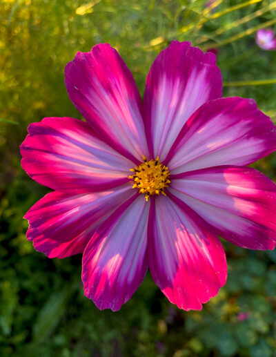 cosmos simples en mélange bio