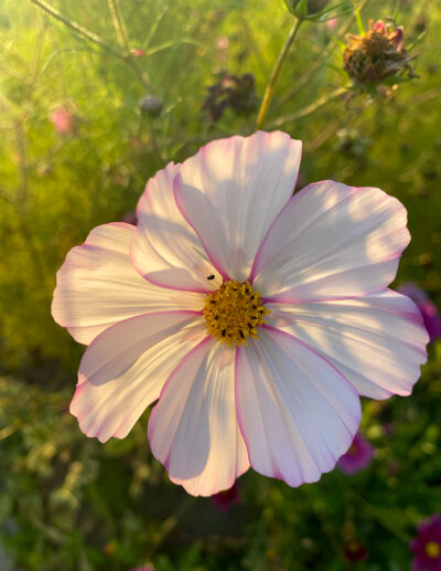 cosmos simples en mélange bio - Image 3