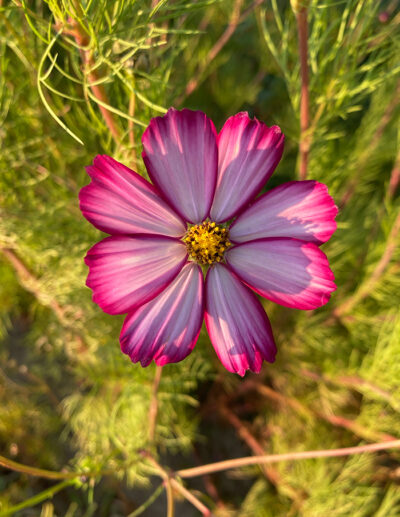 cosmos simples en mélange bio - Image 4