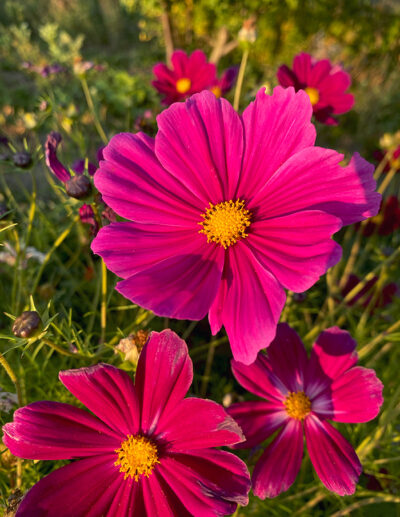 cosmos simples en mélange bio - Image 5