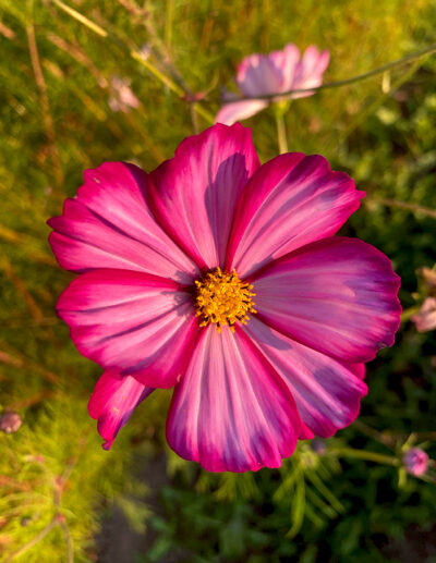 cosmos simples en mélange bio - Image 6