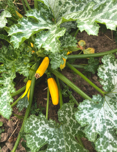 courgette Rheinau Gold bio - Image 2