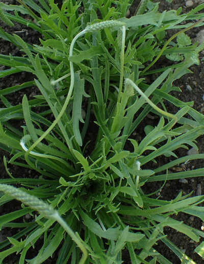 staghorn plantain